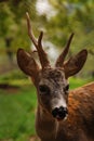 Young deer Royalty Free Stock Photo