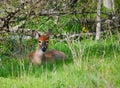 Young Deer Royalty Free Stock Photo