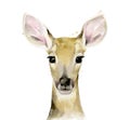 Fawn. Young deer. Animal portrait. Watercolour illustration on white background.