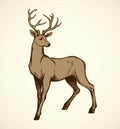 Young deer antlered. Vector drawing