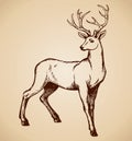 Young deer antlered. Vector drawing