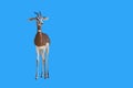 Young deer on a blue background