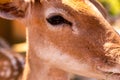 Young deer brown sunlight bright day focus muzzle dark eyes