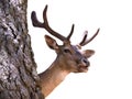 Young deer buck Royalty Free Stock Photo