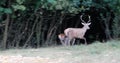 A young deer chases hinds at the edge of the forest