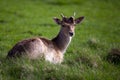 Young deer chewing on grass Royalty Free Stock Photo