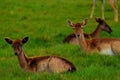 Young Deer In Pheonix Park Dublin