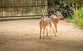 Young Deer at the Cotswold Wildlife Park and Gardens Royalty Free Stock Photo