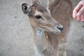 young deer cute head with hand. wild animal outdoor