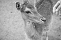 young deer cute head with hand. wild animal outdoor