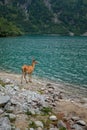 Young deer drinks water in a mountain lake