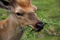 Young deer eating grass