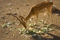 Young deer eating vegetables.Female reindeer, and male deer of a Royalty Free Stock Photo