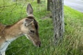 A young deer behind bars. Close up. Royalty Free Stock Photo