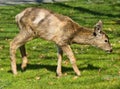 Young Deer Fawn Royalty Free Stock Photo