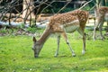 .Young deer and fawn grazing on lush green lawn in park