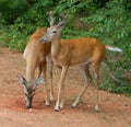 Young deer or fawns