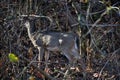 Young Deer in the forest Royalty Free Stock Photo