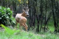 Young deer in forest Royalty Free Stock Photo