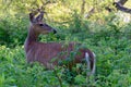 Young deer in the forest. It turns back and pricked up his ears.