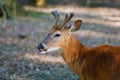 A young deer in the forest of the woods Royalty Free Stock Photo