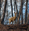 Young deer in the forest Royalty Free Stock Photo