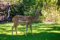 The young deer in the grass Royalty Free Stock Photo