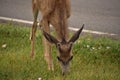 Young Deer Grazing by the Edge of a Route Royalty Free Stock Photo