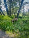 Wild Deer Grazing In Lush Forest Clearing Under Sunlit Trees And Green Grass Royalty Free Stock Photo