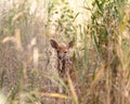 Young deer hiding on tall grasses at Ernest L. Oros Wildlife Preserve in Avenel, New Jersy, USA