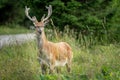 Young deer with horns in the grass nature Royalty Free Stock Photo