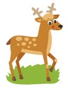 Young deer with horns. Vector illustration.