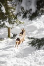 Young deer jump in the snow Royalty Free Stock Photo