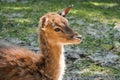 a young deer laying down on a patch of grass outside