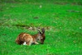 Young deer laying and eating Royalty Free Stock Photo