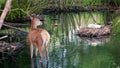 Young deer and nesting swan. Nature scene Royalty Free Stock Photo