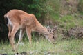 A young deer nibbling on grass.