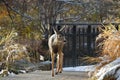 Young deer on the path, Kathryn Albertson Park, Boise Idaho, closeup front view horizontal Royalty Free Stock Photo