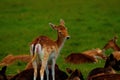 Young Deer In Pheonix Park Dublin