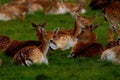 Young Deer In Pheonix Park Dublin