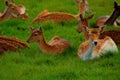 Young Deer In Pheonix Park Dublin