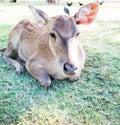 Young deer portrait Royalty Free Stock Photo