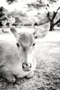 Young deer portrait Royalty Free Stock Photo