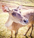 Young deer portrait Royalty Free Stock Photo