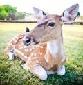 Young deer portrait Royalty Free Stock Photo