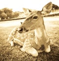 Young deer portrait Royalty Free Stock Photo