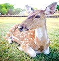 Young deer portrait Royalty Free Stock Photo