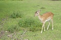 Young deer posing in the forest, germany Royalty Free Stock Photo