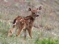 Young Deer Posing Royalty Free Stock Photo