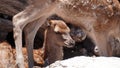 Young deer resting in the dirt Royalty Free Stock Photo